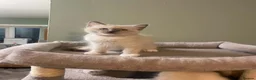 Ragdoll cats for sale: 🐾 GCCF Ragdoll Kittens🐾 READY TO LEAVE - Advert 4