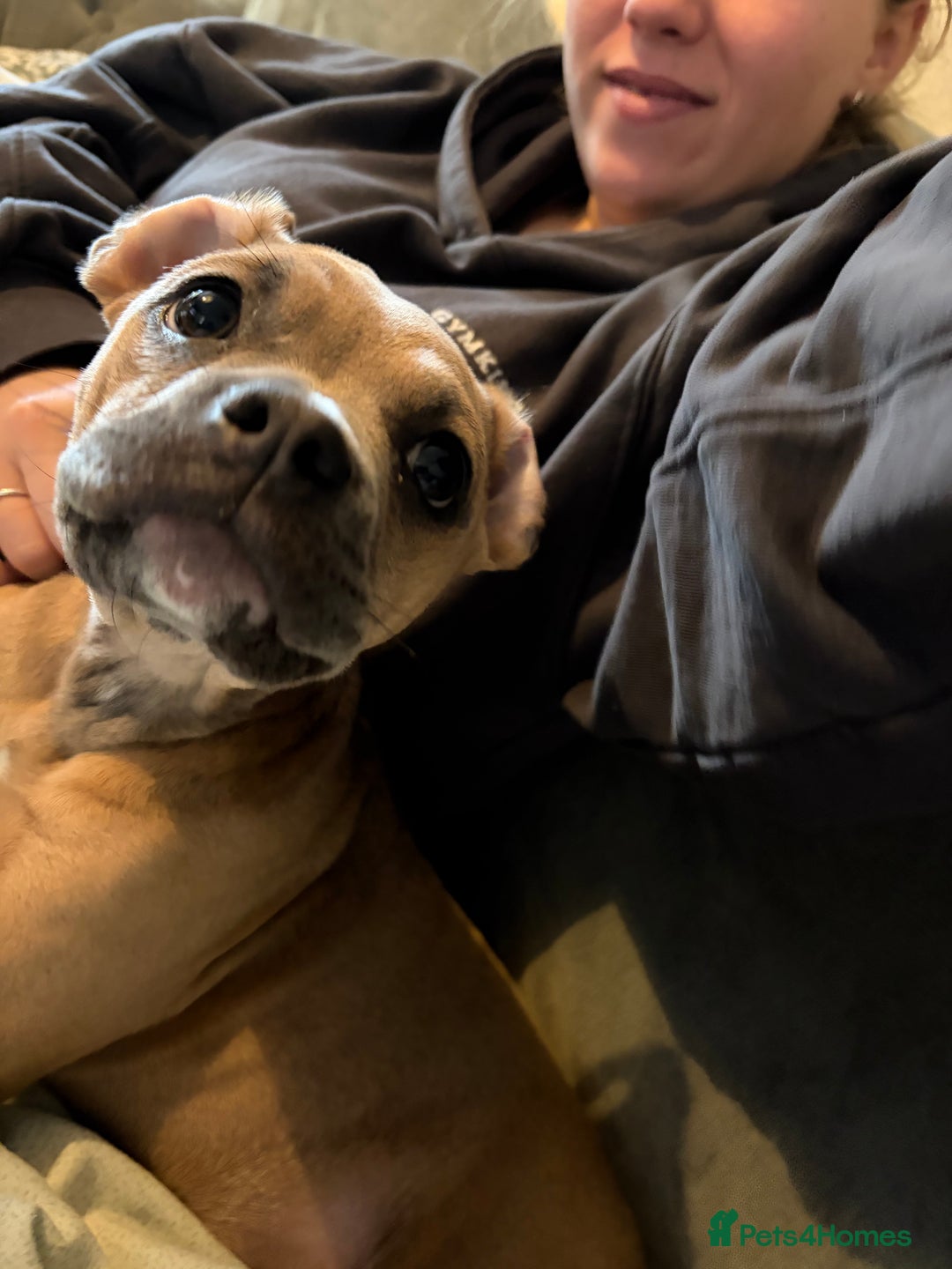 Mixed Breed dogs for sale: Peaches - Advert 2