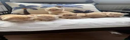 Scottish Fold cats for sale: Scottish fold and straight  in London - Advert 19