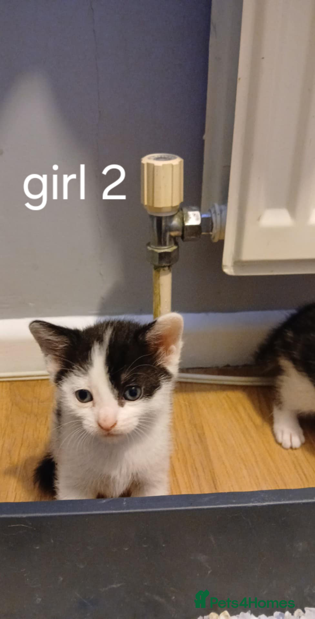 British Shorthair cats for sale: Gorgeous mixed breed kittens - Image 4