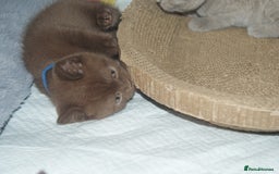 British Shorthair cats for sale: 🐾 British Shorthair Kittens Looking for Homes 🏡 - Image 10