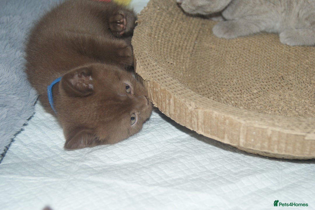 British Shorthair cats for sale: 🐾 British Shorthair Kittens Looking for Homes 🏡 - Image 10