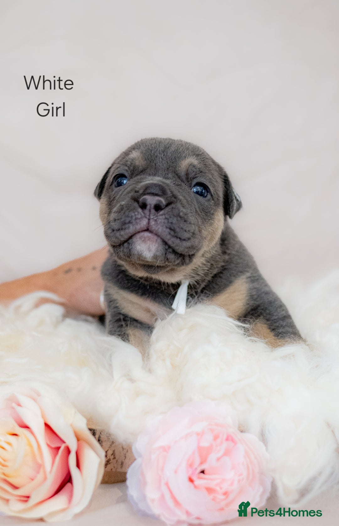 Olde English Bulldogge dogs for sale: Olde english bulldog  - Image 10