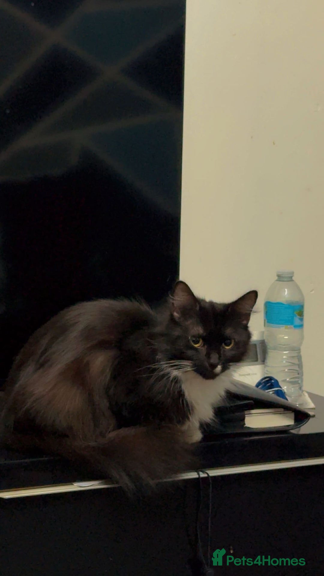 Maine Coon cats for sale: Half Mainecoon and Half British Shorthair  - Advert 25