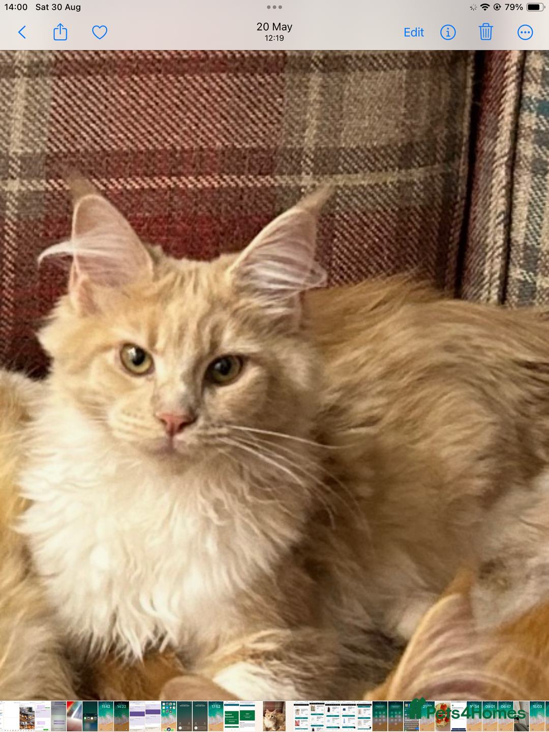 Maine Coon cats for sale: Pedigree Maine Coon kittens  - Image 14