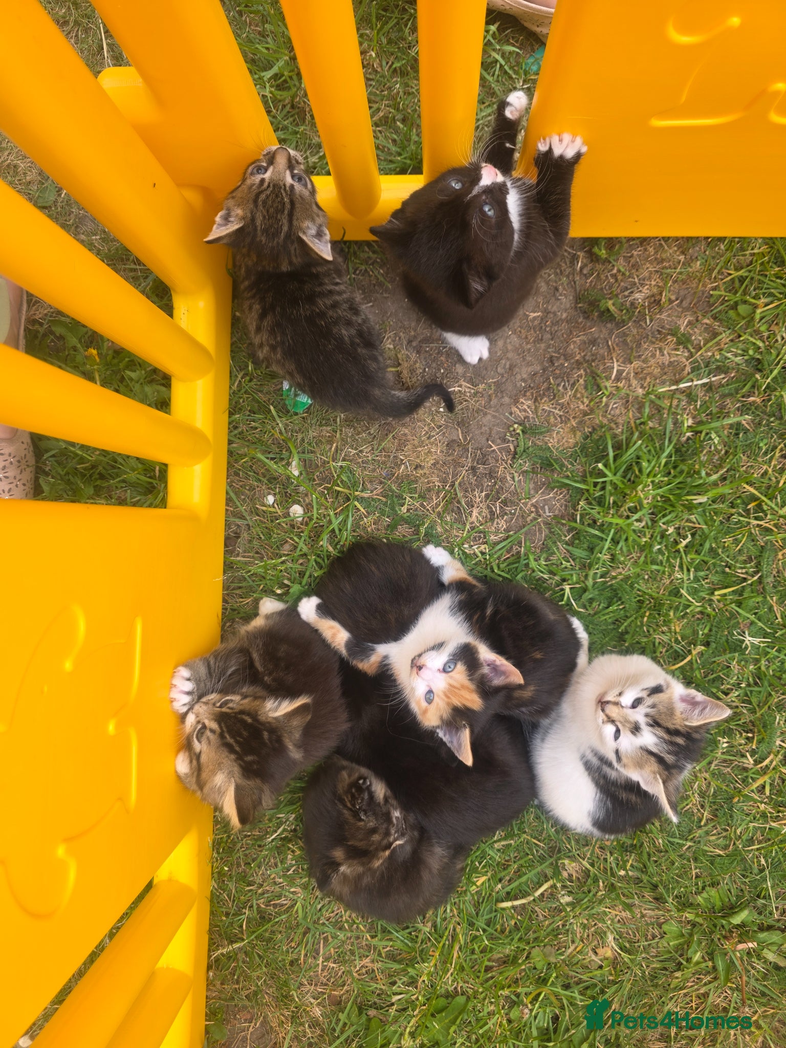 Mixed Breed cats Little kittens  - Advert 1
