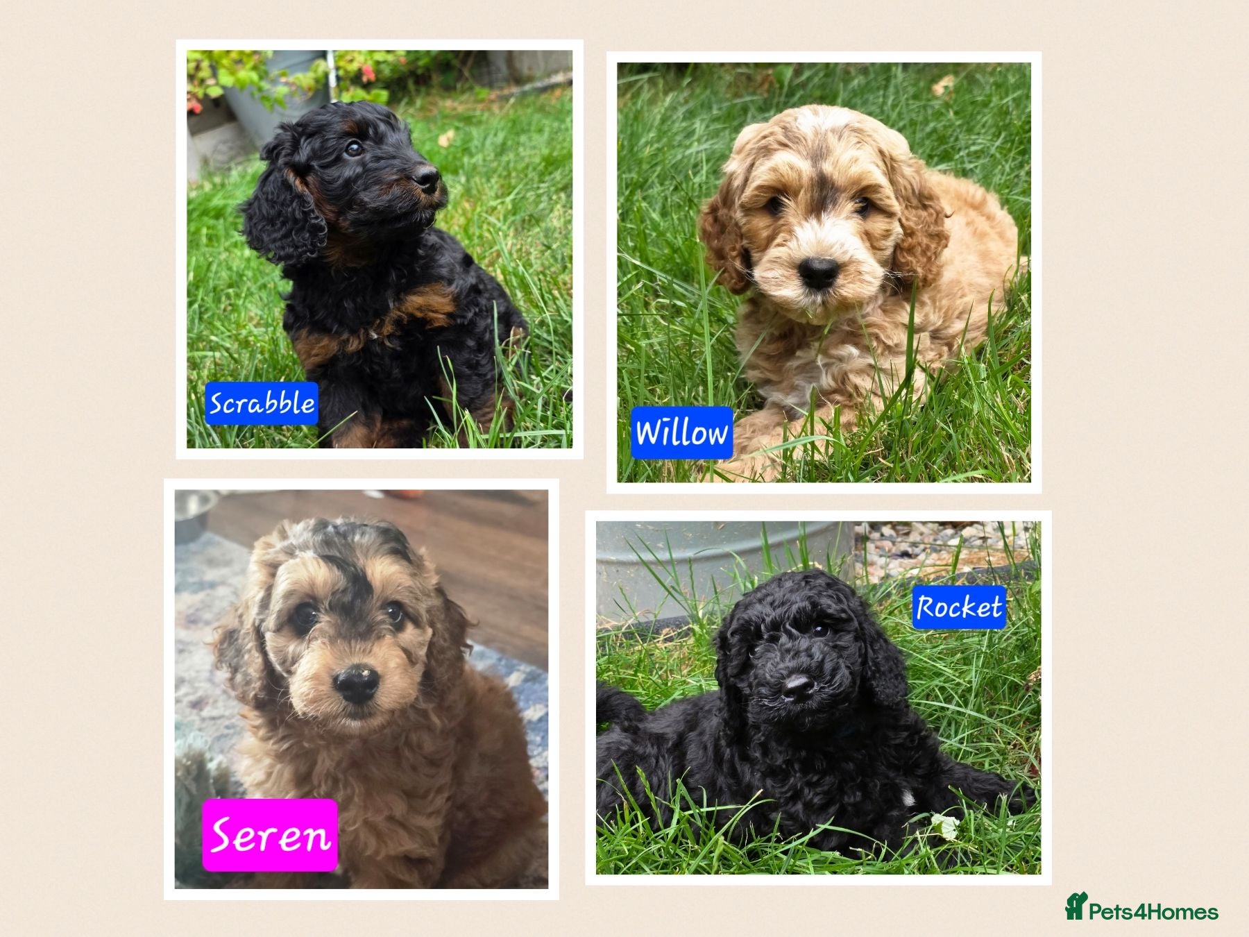 Cockapoo dogs Health Tested F1b Cockapoo Puppies - Advert 1