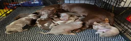 Dachshund dogs for sale: 8 Dachshund Puppies Looking for Their Forever Home - Advert 21