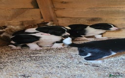 Sprollie dogs for sale: 7 lovely sprollie pups for sale - Image 4