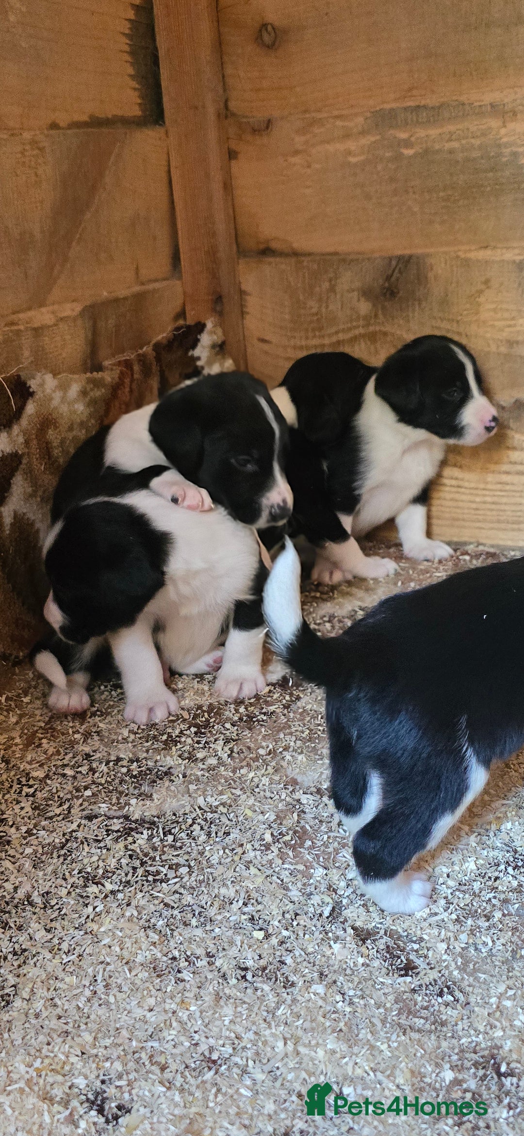 Sprollie dogs for sale: 7 lovely sprollie pups for sale - Image 4
