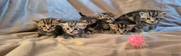 Mixed Breed cats for sale: Maine Coon Cross fluffy kittens  - Advert 16