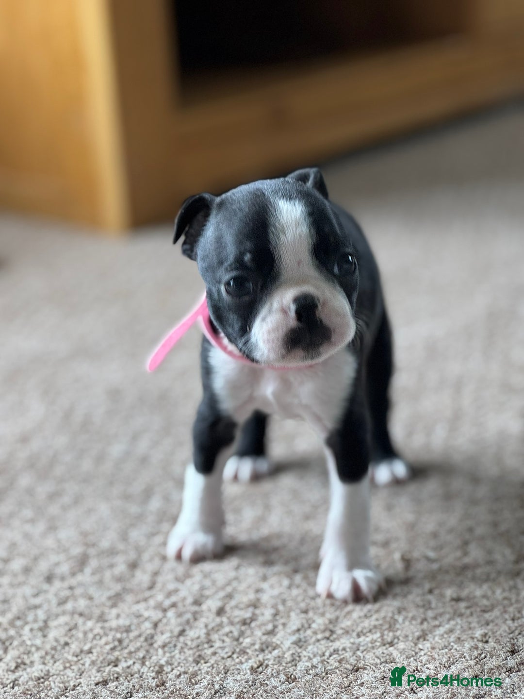 Boston Terrier dogs for sale: Gorgeous KC Boston Terrier Pups for Loving Homes - Image 20
