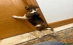 Jack Russell dogs for sale: One 10week old docked pure breed broken coated boy - Image 5