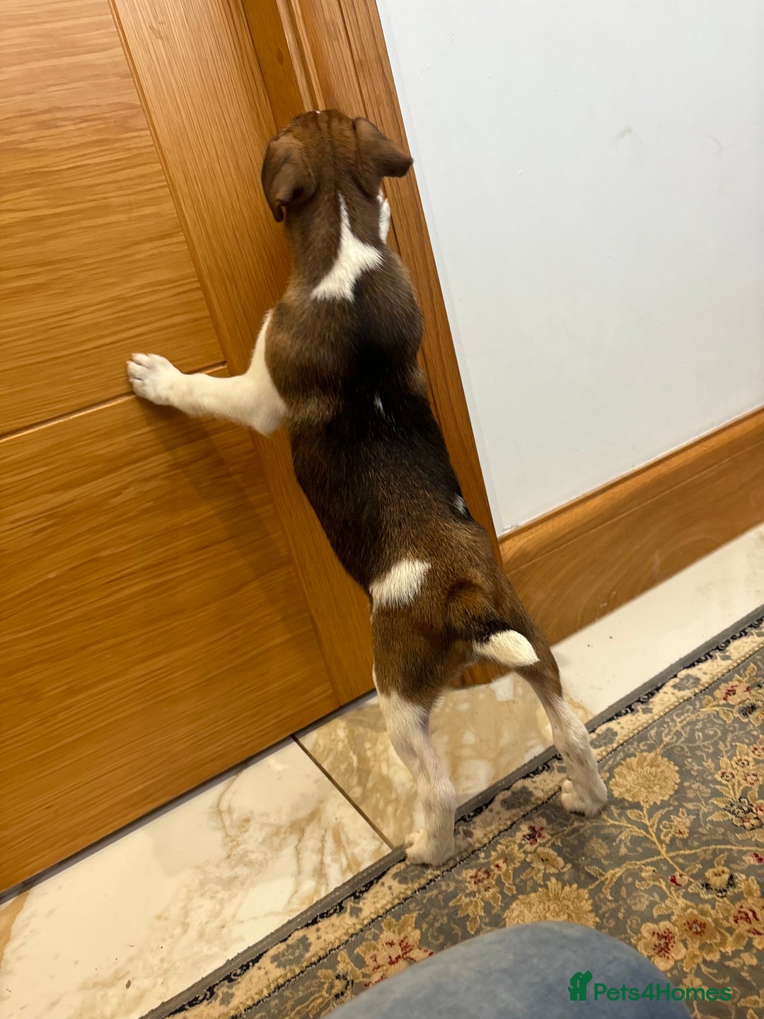 Jack Russell dogs for sale: One 10week old docked pure breed broken coated boy - Image 5