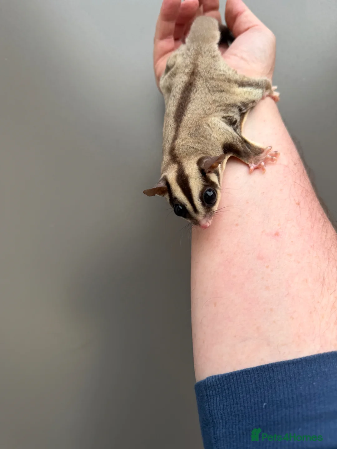 Sugar Glider rodents for sale: Young sugar gliders available  - Advert 2