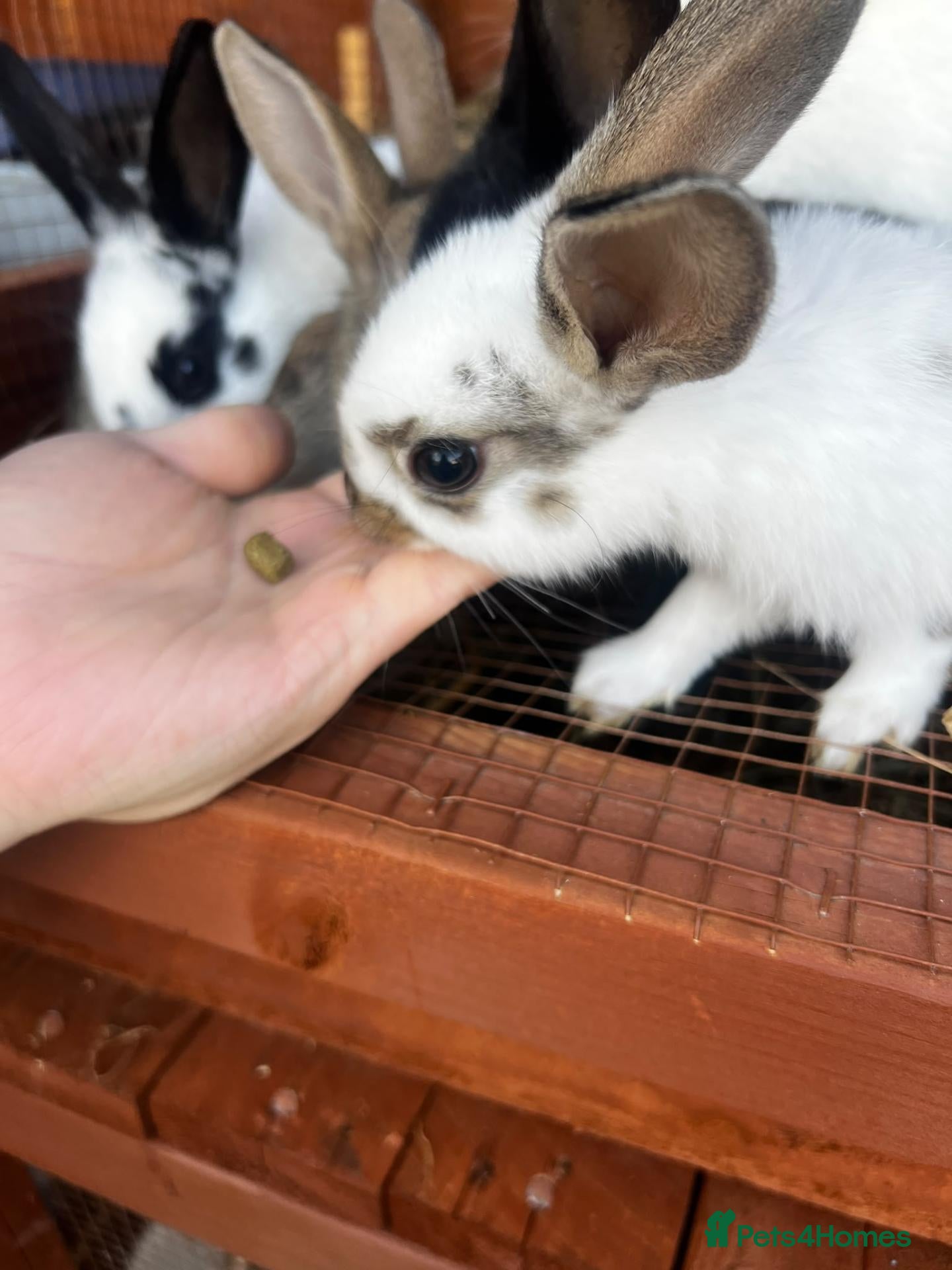 Mixed Breed rabbits New Zeeland Cross Rabbits  - Advert 16