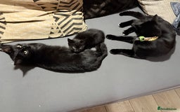 Mixed Breed cats for sale: 1 little girl kitten left  - Image 4