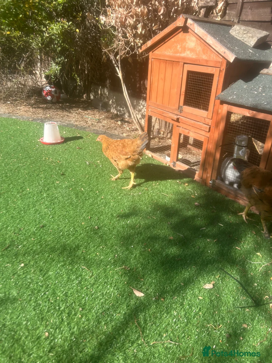 Mixed Breed poultry for sale: Chicken  - Advert 5