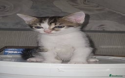 Mixed Breed cats for sale: Kittens ready for new homes  - Image 11