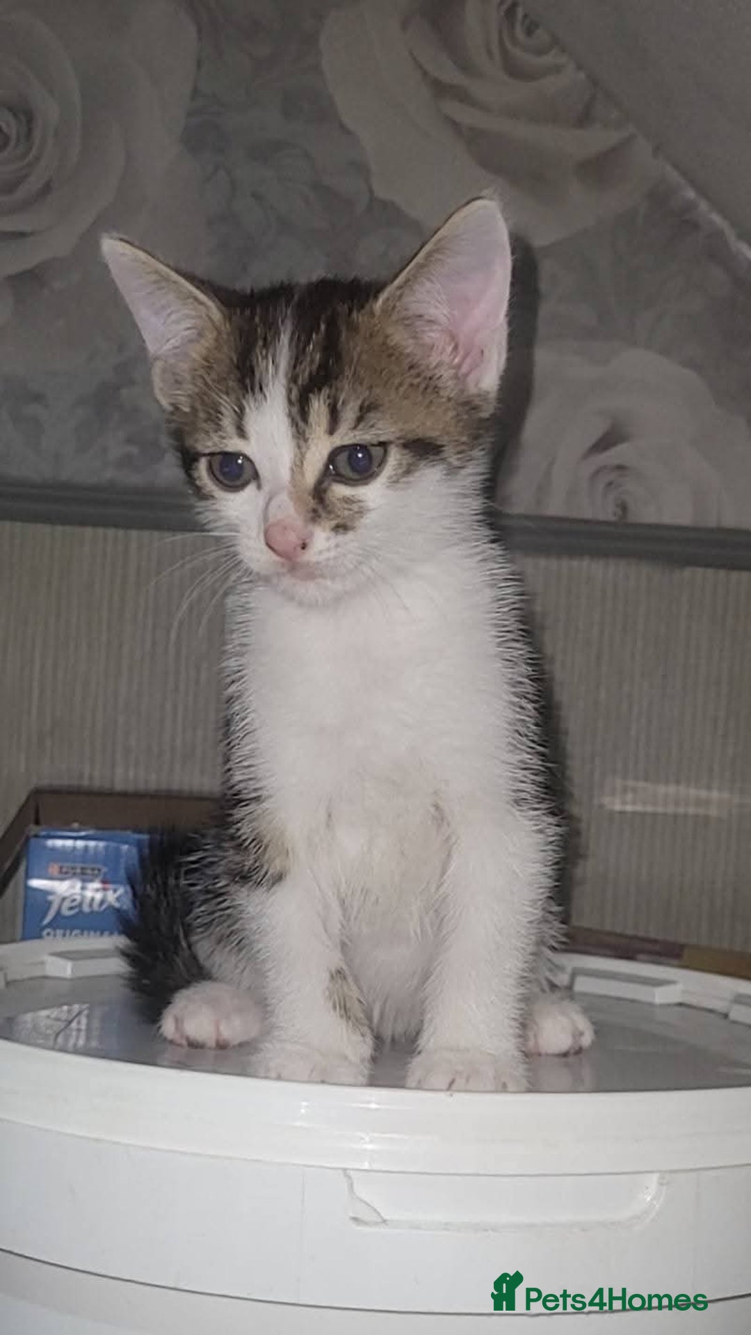 Mixed Breed cats for sale: Kittens ready for new homes  - Image 11