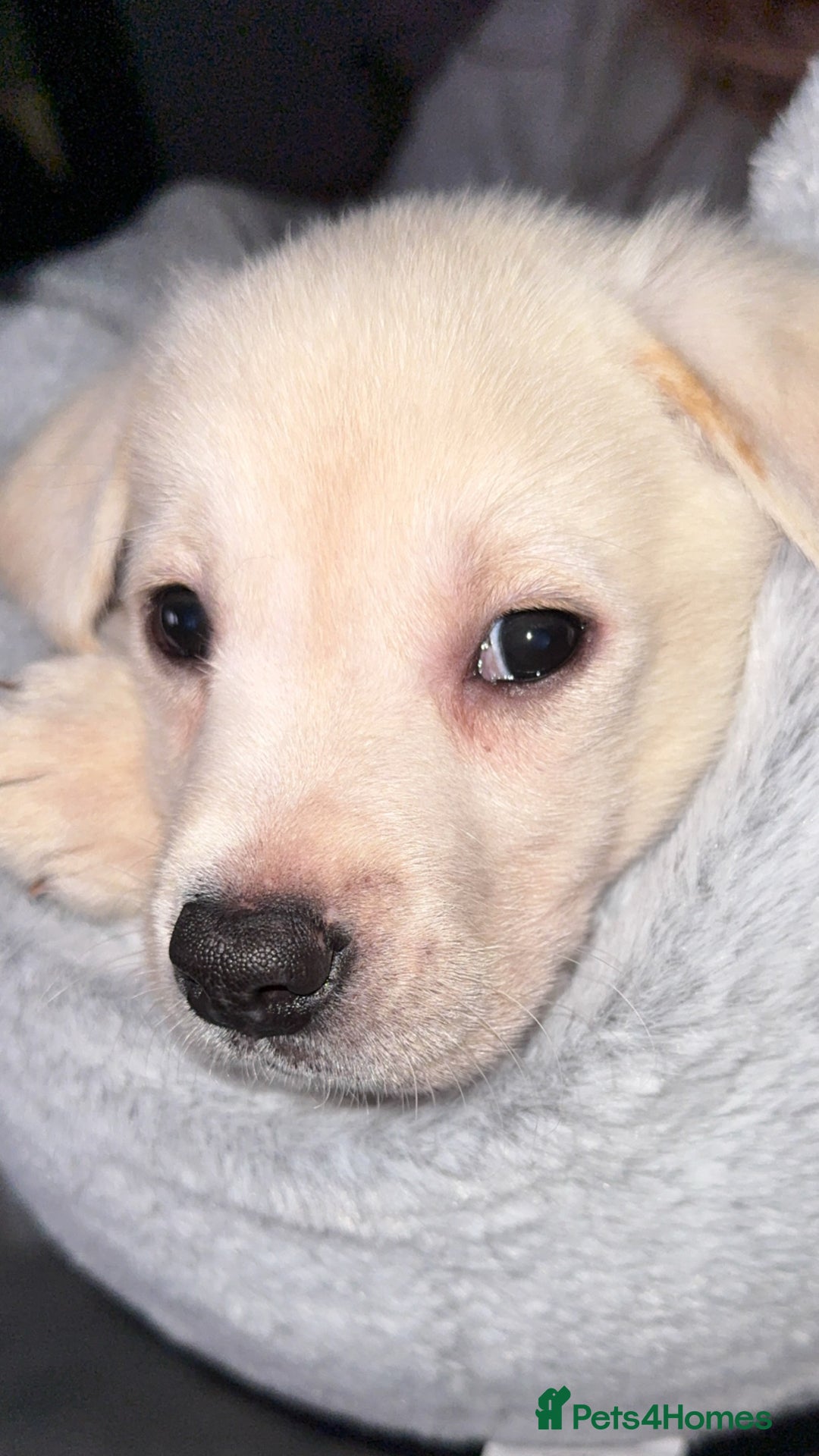 Labrador Retriever dogs for sale: 9 week old Labrador Puppies, - Advert 25