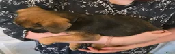 Mixed Breed dogs for sale: Gorgeous Fluffy Frenchy and Border Terrier mixed  - Advert 17
