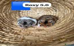 Hamster rodents for sale: Beautiful baby hamsters. Syrian and Russian Dwarf - Image 3