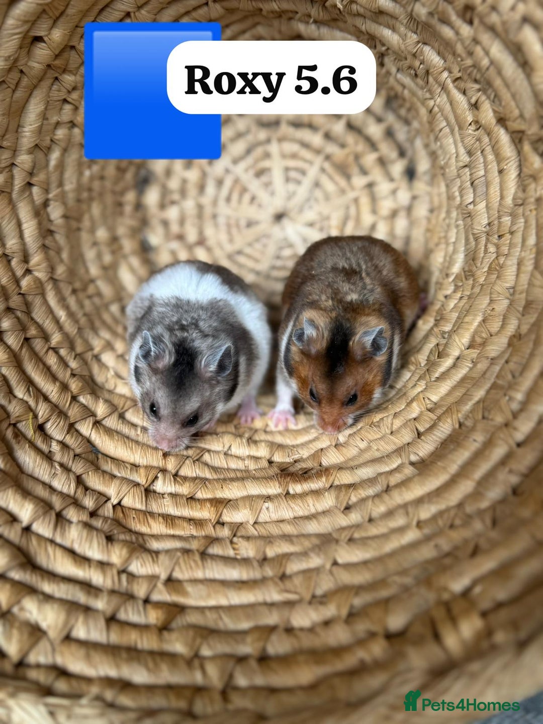 Hamster rodents for sale: Beautiful baby hamsters. Syrian and Russian Dwarf - Image 3