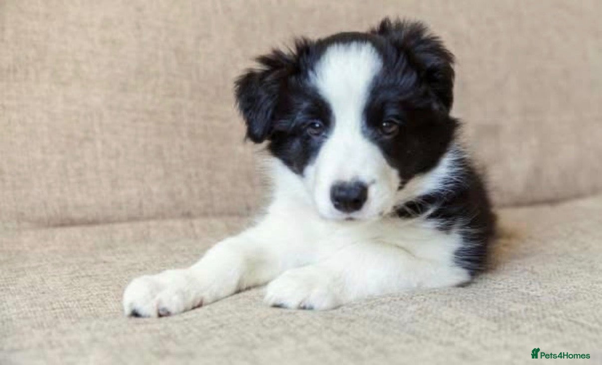 Border Collie dogs Stunning red / blue / black & white pups - Advert 1