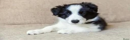 Border Collie dogs for sale: Stunning red / blue / black & white pups - Advert 1