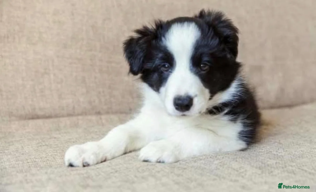 Border Collie dogs for sale: Stunning red / blue / black & white pups - Advert 1