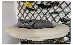 British Shorthair cats for sale: READY NOW GCCF chunky British Shorthair kittens  - Image 20