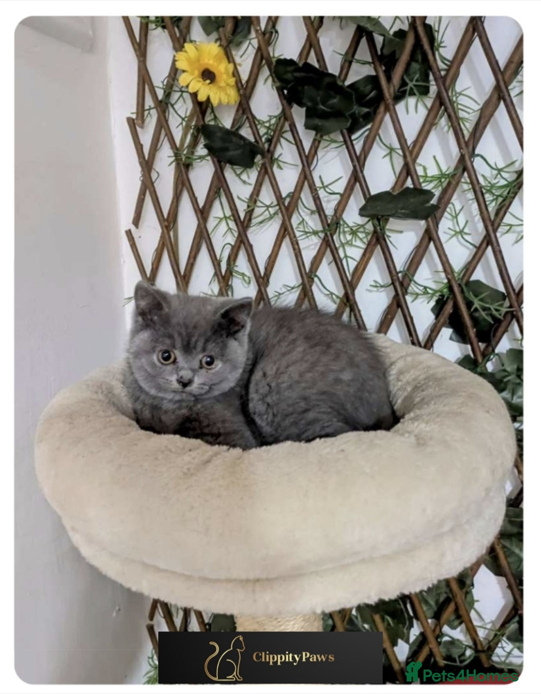 British Shorthair cats for sale: READY NOW GCCF chunky British Shorthair kittens  - Image 20
