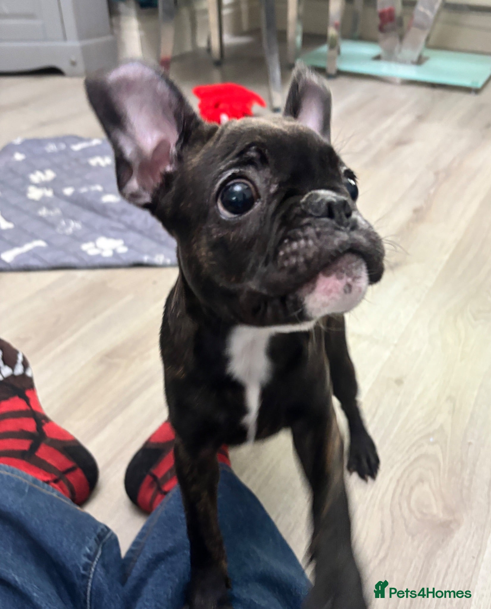 French Bulldog dogs  French bulldog puppies 1 girl left £900 - Advert 16