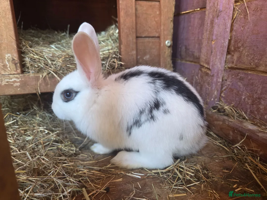 Mixed Breed rabbits for sale: 2 male rabbits for sale - Advert 1