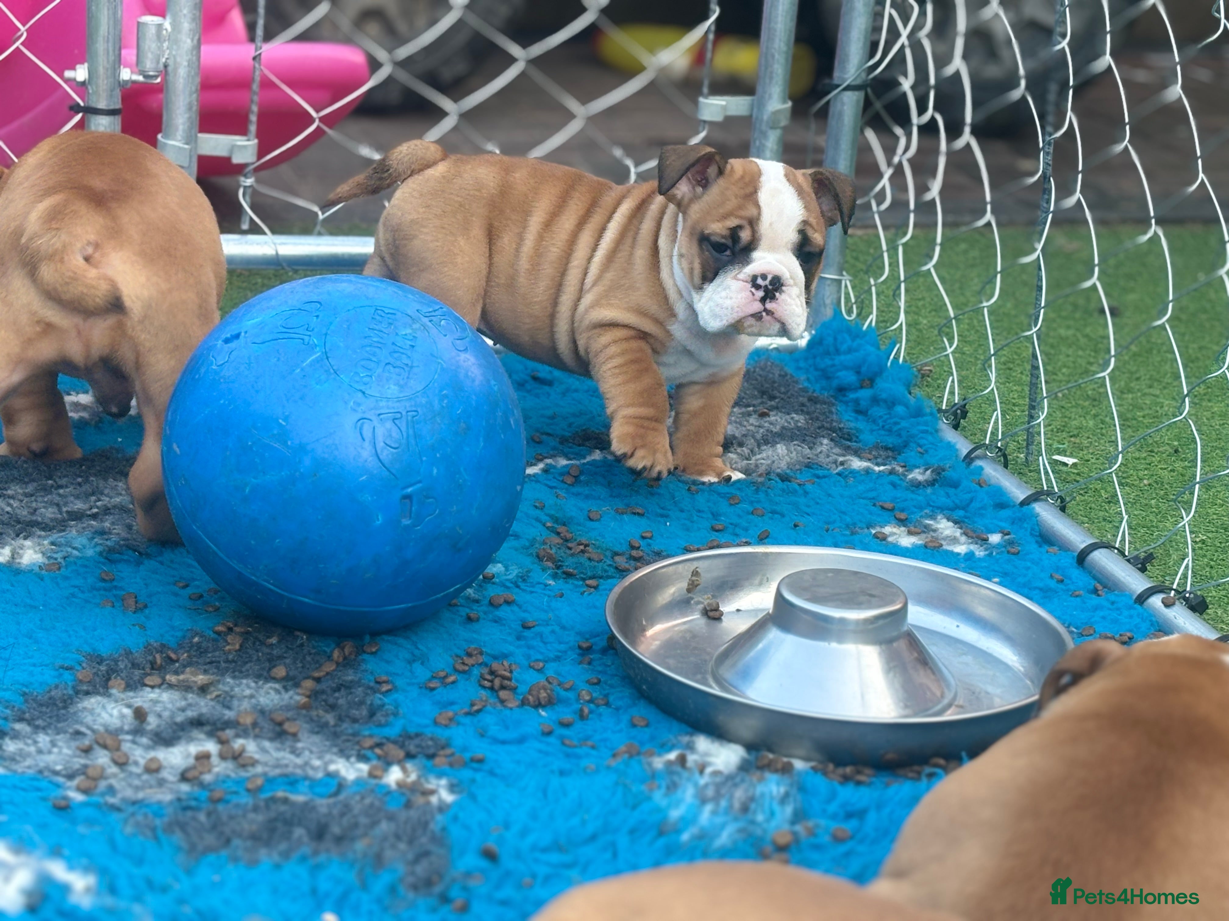 English Bulldog dogs READY NOW *Health checked*Vaccinated* - Advert 9
