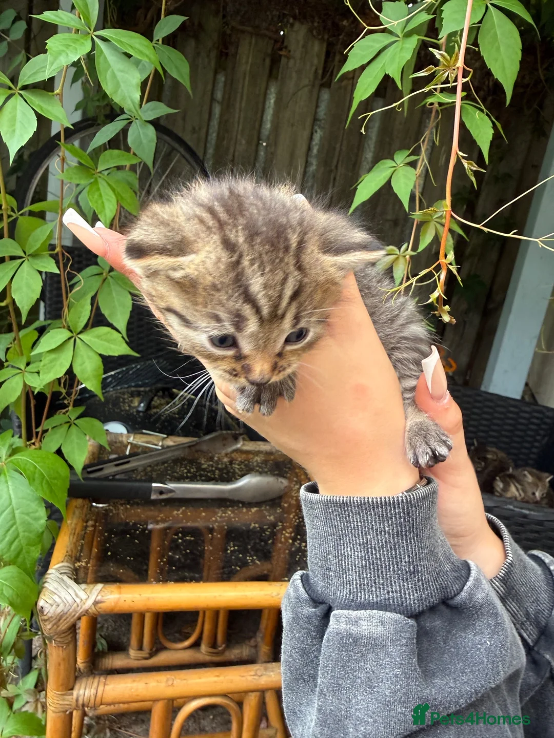 Mixed Breed cats for sale: Kittens for sale  in Hull - Advert 2