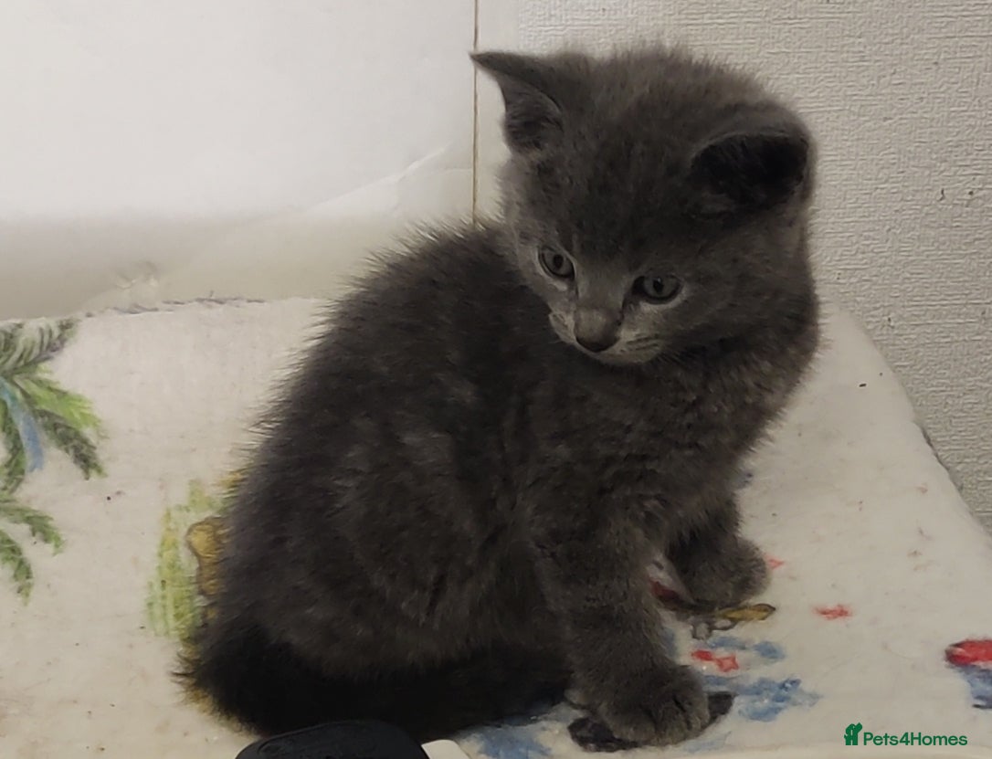 Russian Blue cats Absolutely gorgeous 8 week old Russian Blue  - Advert 9
