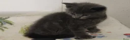 Russian Blue cats for sale: Absolutely gorgeous 8 week old Russian Blue  - Advert 1