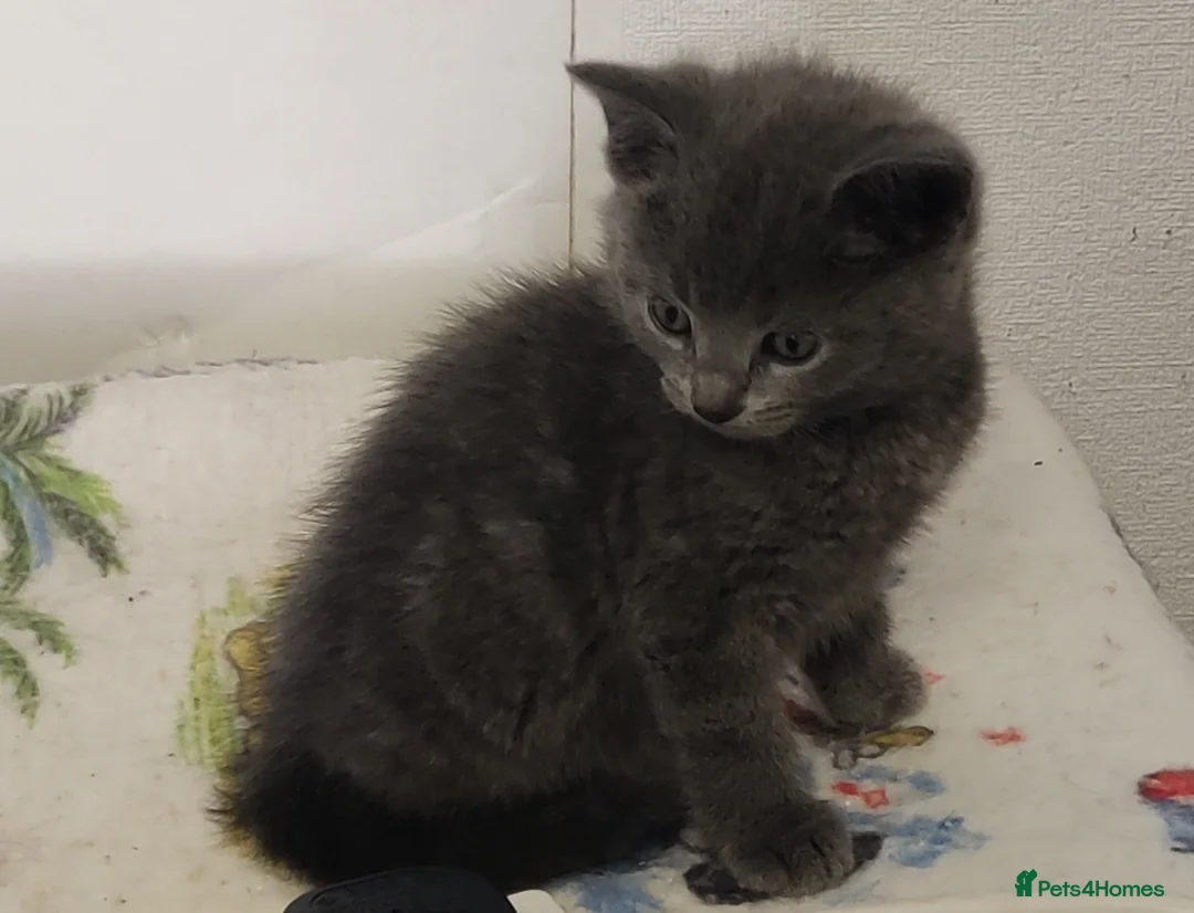 Russian Blue cats for sale: Absolutely gorgeous 8 week old Russian Blue  - Advert 1