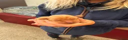 Labrador Retriever dogs for sale: Working Fox Red Labrador Puppies - Advert 9