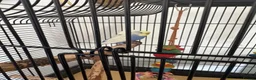 Budgerigars birds for sale: Rexie - Advert 3