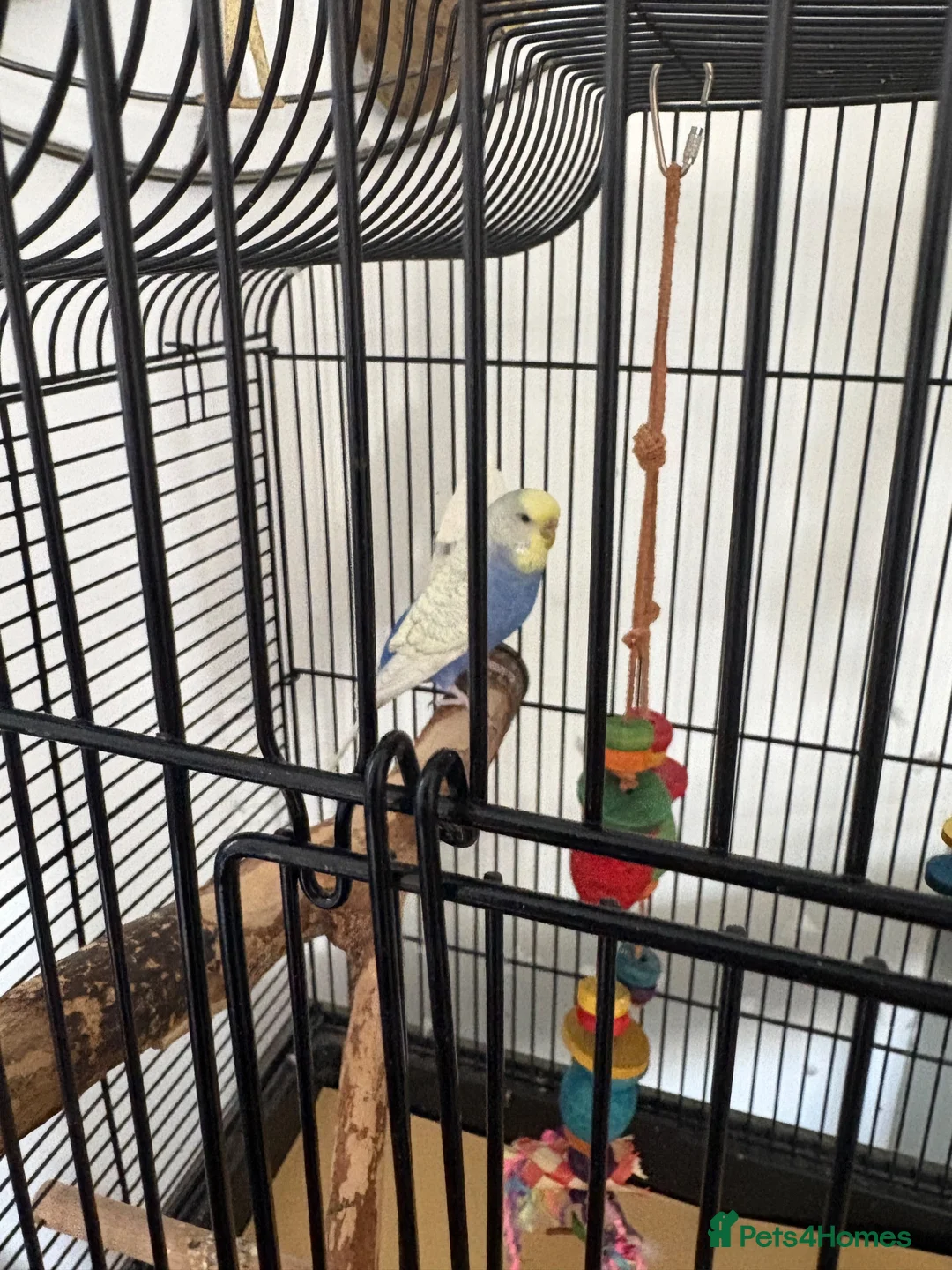 Budgerigars birds for sale: Rexie - Advert 3