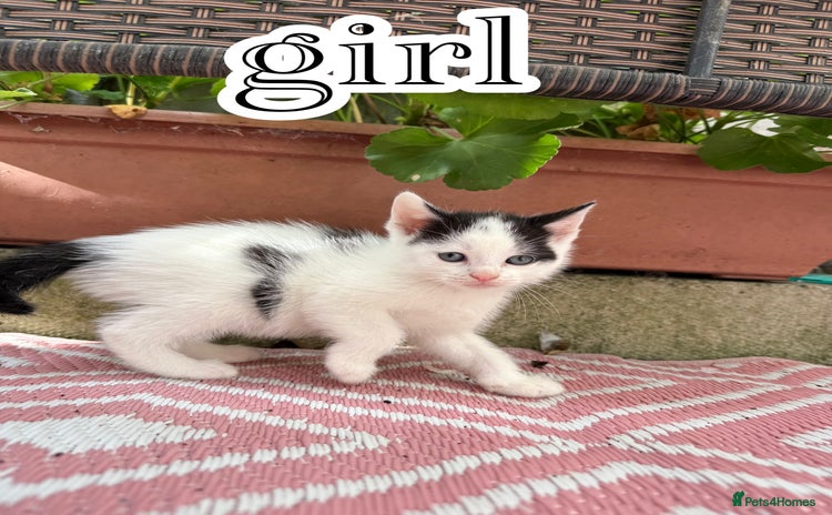 Mixed Breed cats - Advert 1