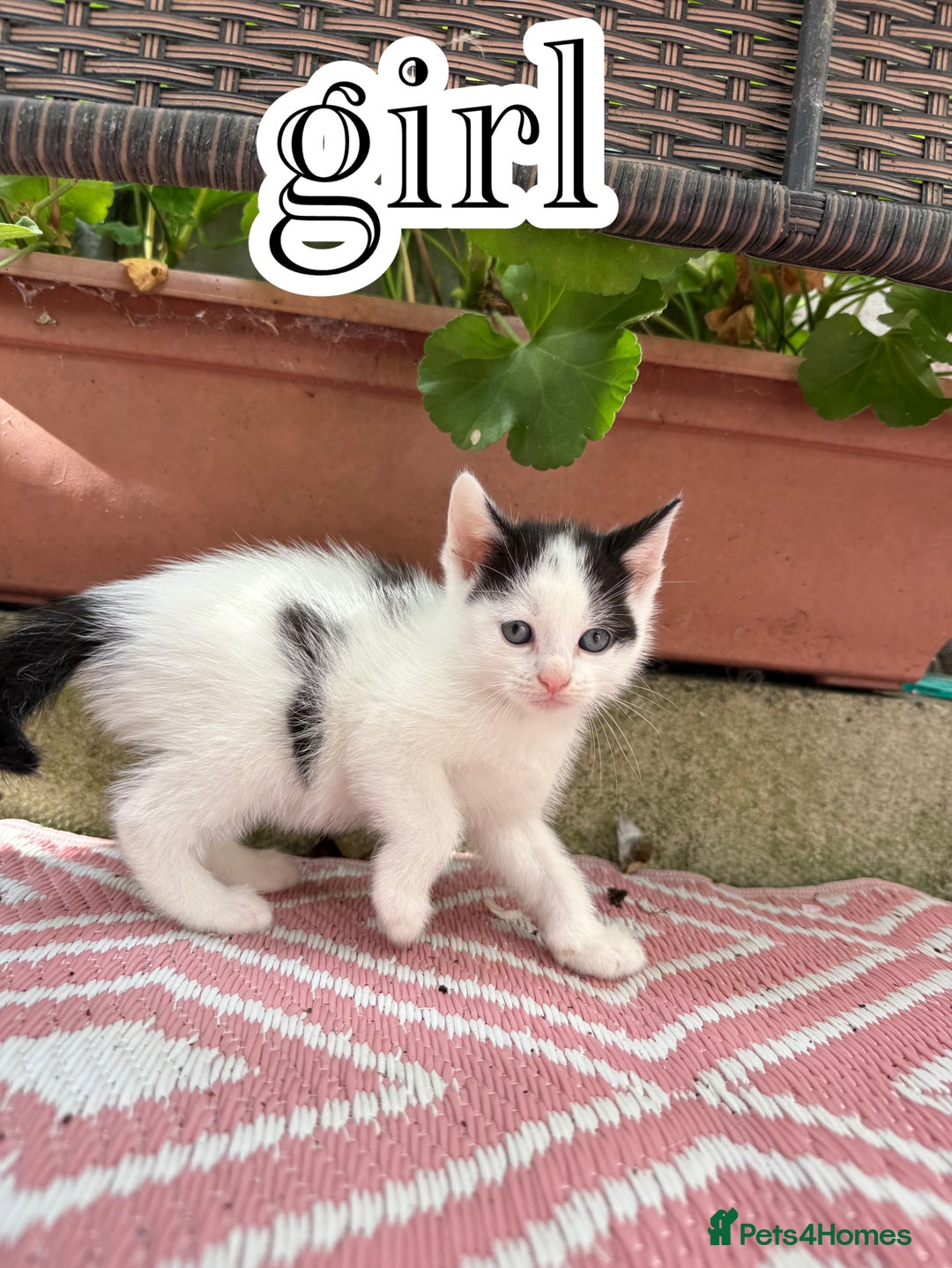 Mixed Breed cats for sale: 4 Boys & 3 Girls🐾 - Image 1
