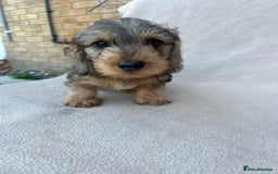 Miniature Dachshund dogs for sale: Wired haired miniature dachshund  - Image 2