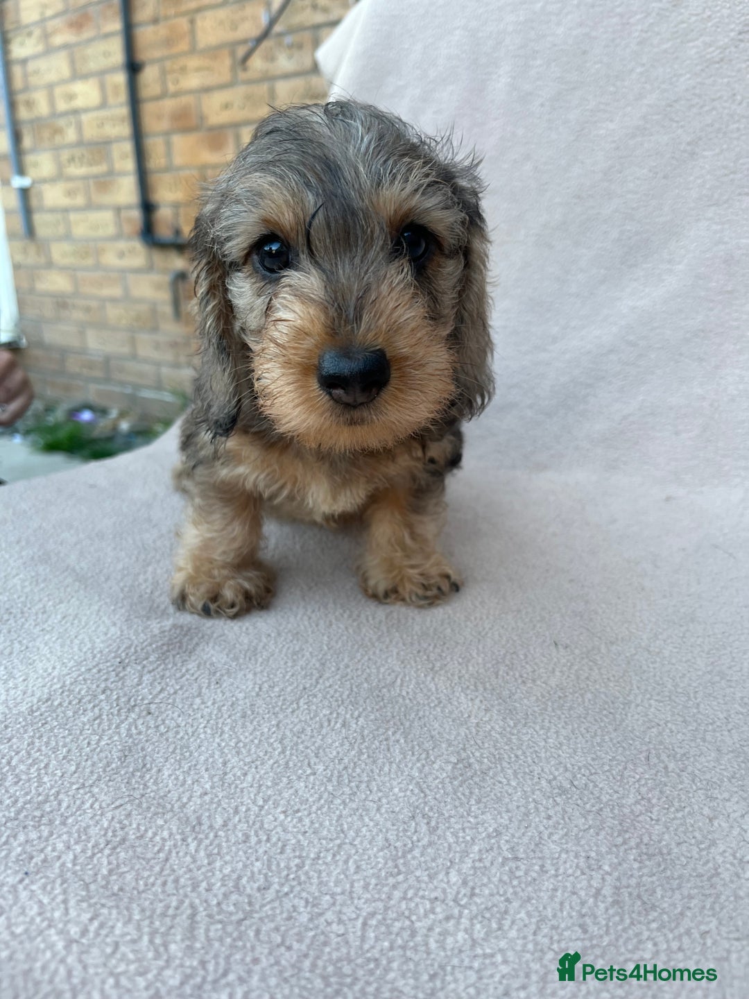 Miniature Dachshund dogs for sale: Wired haired miniature dachshund  - Image 2