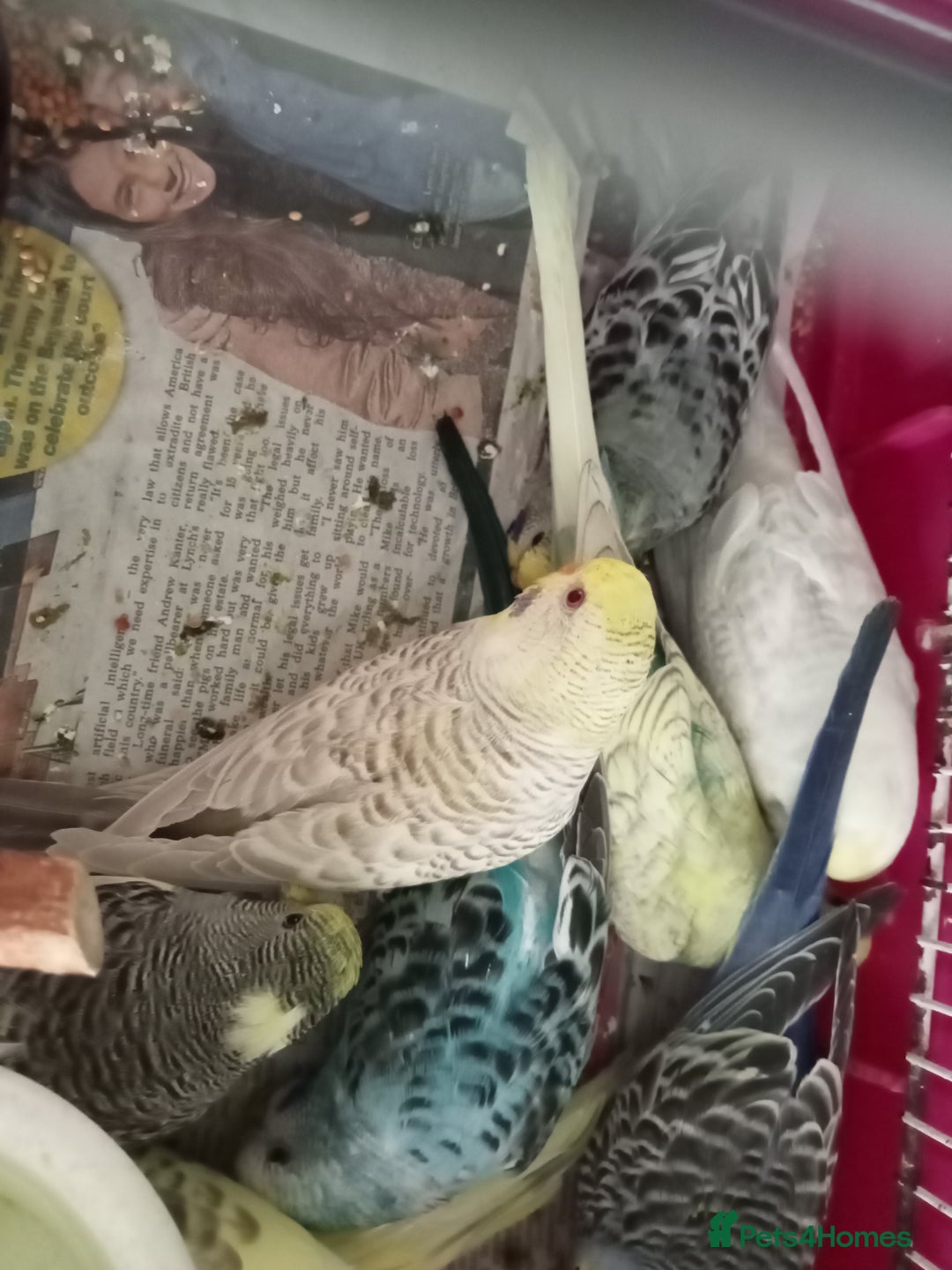 Budgerigars birds for sale: Baby budgies for sale  - Image 2