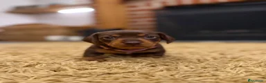Miniature Dachshund 1