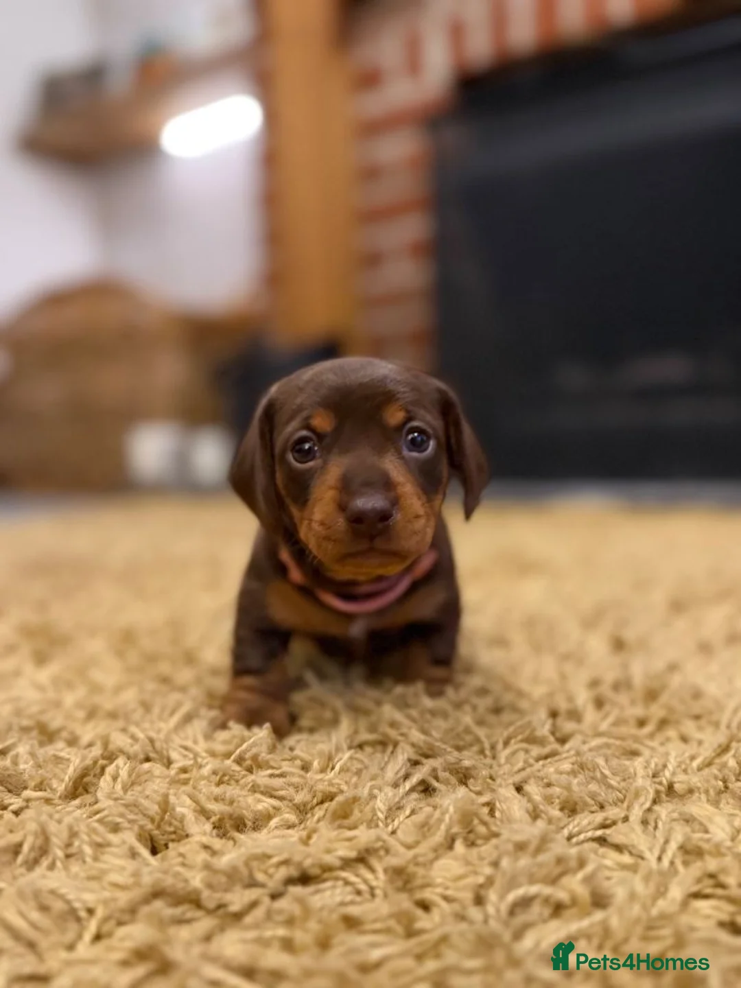Miniature Dachshund dogs for sale: Well Socialised Dachshund Pups For Sale - Advert 5